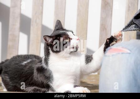 Gatto bianco e nero arrabbiato e leccato per adulti Foto Stock