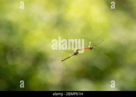 Pyrhosoma Nymphula (grande damselfly rosso) che si accoppia nell'aria Foto Stock