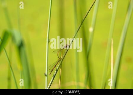 Accoppiamento di ninfulas di pirrosoma Foto Stock