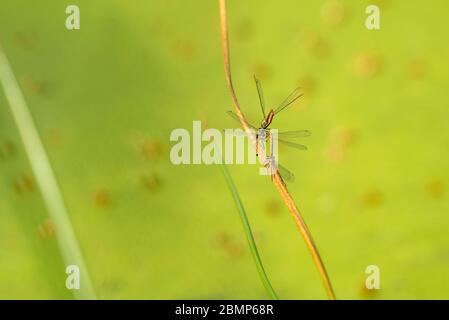 Ninfulas di Pyrhosoma che accoppiano 2 maschi 1 femmina Foto Stock