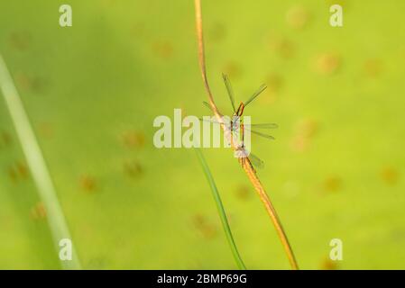 Ninfulas di Pyrhosoma che accoppiano 2 maschi 1 femmina Foto Stock