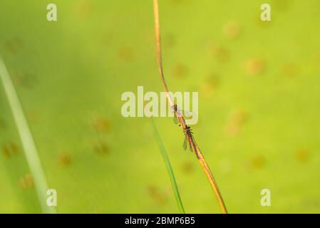 Ninfulas di Pyrhosoma che si accoppiano su una paglia Foto Stock