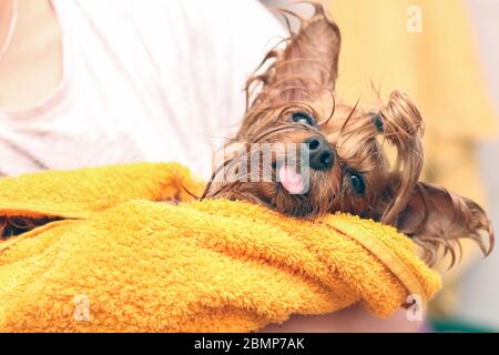 Bagnare lo Yorkshire Terrier con la lingua che lo avvolge in un asciugamano giallo. Piccolo cane dopo aver fatto il bagno nelle mani del proprietario Foto Stock