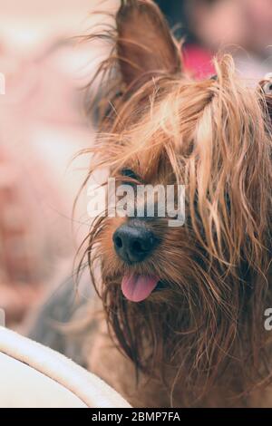 Ritratto di primo piano di un terrier umido dello Yorkshire con coda di ponytail e lingua sporgente Foto Stock
