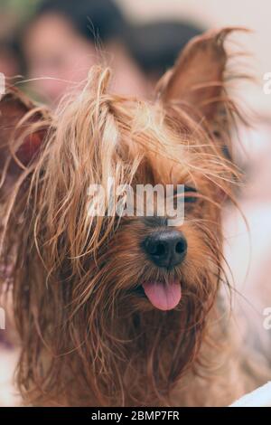 Ritratto di primo piano di un terrier umido dello Yorkshire con coda di ponytail e lingua sporgente Foto Stock