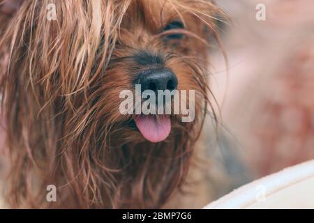 Ritratto di primo piano di un terrier umido dello Yorkshire con coda di ponytail e lingua sporgente Foto Stock