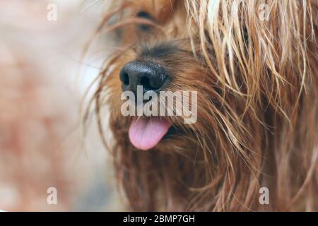 Ritratto di primo piano di un terrier umido dello Yorkshire con coda di ponytail e lingua sporgente Foto Stock