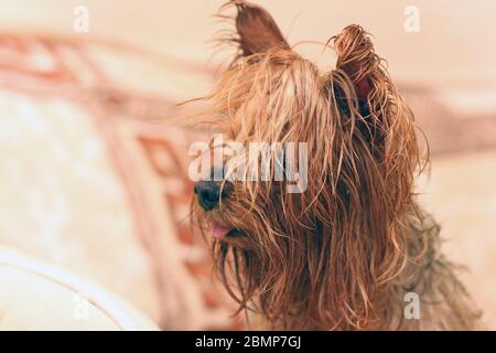 Ritratto di primo piano di un terrier umido dello Yorkshire con coda di ponytail e lingua sporgente Foto Stock