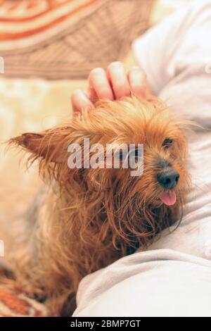 Un Wet Yorkshire Terrier con la sua lingua che pende fuori è seduta accanto al proprietario. Una mano umana colpi un piccolo cane dopo il bagno. Foto Stock