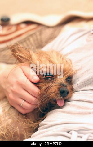 Un Wet Yorkshire Terrier con la sua lingua che pende fuori è seduta accanto al proprietario. Una mano umana colpi un piccolo cane dopo il bagno. Foto Stock