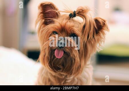 Ritratto di primo piano di un terriere dello Yorkshire con coda di ponytail e lingua sporgente Foto Stock
