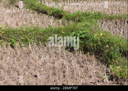 Campo di riso nel nord della Thailandia, nel sud-est asiatico Foto Stock