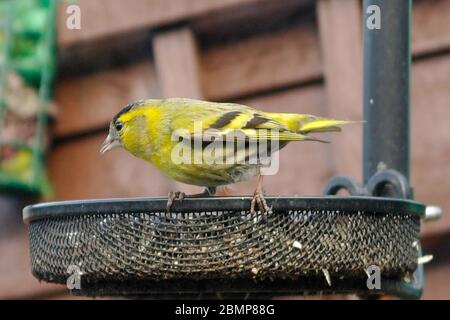 Un primo piano di un uccello Siskin arroccato su un alimentatore di uccelli. Foto Stock