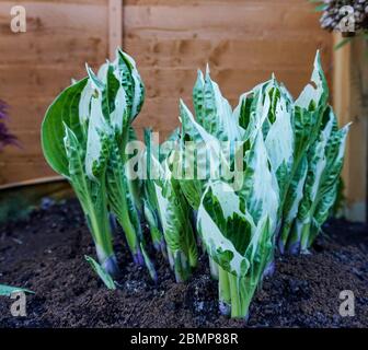 Le foglie di una pianta di ostia variegata verde che si innalza dal suolo in tarda primavera. Questa pianta è un bersaglio frequente di lumache/lumache Foto Stock