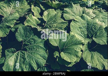 Foglie del gigante vegetale Butterbur Petasites japonicus. Sfondo di foglie decorative per il designer. Foto Stock