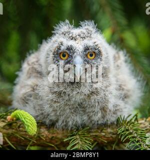 Gufo a lungo-eato del bambino nel legno, seduta sul tronco dell'albero nell'habitat della foresta. Bellissimo piccolo animale in natura Foto Stock