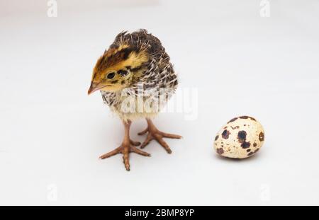 bambino quaglia uccello e uovo isolato su sfondo bianco Foto Stock