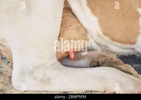 Agricoltura animale malato. Ritratto della mucca, carne di manzo. Latte kine Foto Stock