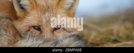 Ritratto volpe rossa, vulpes Vulpes, bellissimo animale. Natura selvaggia, Europa Foto Stock