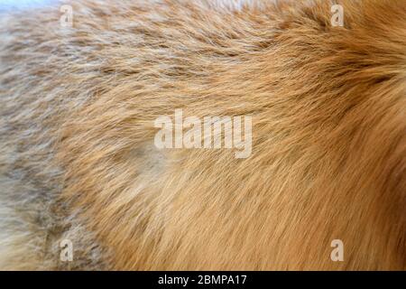 Design a motivo volpe rosso. Vera pelle di pelliccia. Sfondo delle piastrelle del modello di stampa animale Foto Stock