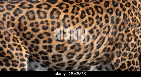 Design con motivo leopardo. Vera pelle di pelliccia. Sfondo delle piastrelle del modello di stampa animale Foto Stock