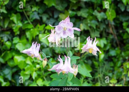 Luce pinky mauve comune Columbine aka Grannys cofano Aquilegia vulgaris fiori Foto Stock