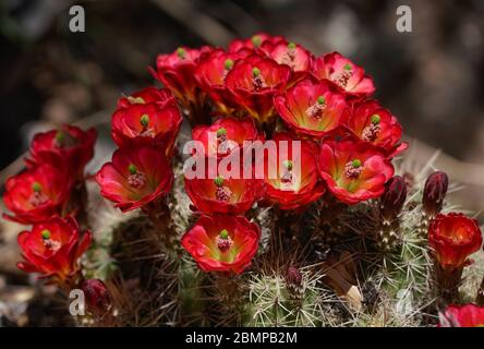 Fiori rossi brillanti fioriti da un piccolo cactus creare un bouquet naturale di primavera Foto Stock