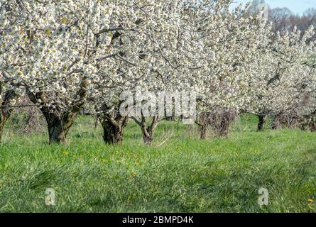 Il frutteto di mele nel Michigan USA contiene vecchi alberi di mele coperti da fiori di mele bianche Foto Stock