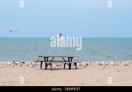 Un tavolo da picnic vuoto si trova su una spiaggia solitaria, mentre i gabbiani volano intorno alla ricerca di persone con cibo. Nessuno è qui, perché lo stato si spegne sotto covi Foto Stock