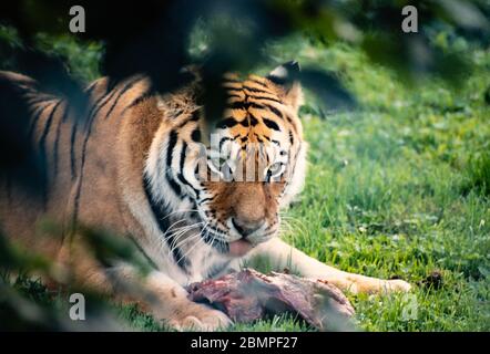 Tigre siberiana (Panthera tigris tigris) con cibo sdraiato su erba sotto gli alberi Foto Stock