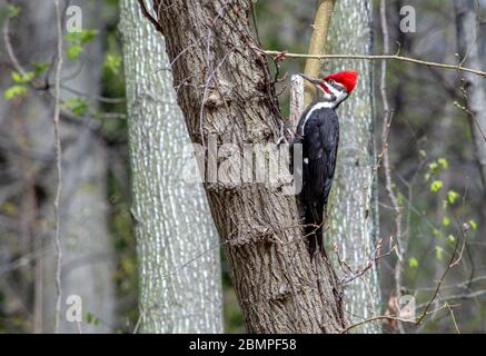 Il picchio Pileated ha una striscia rossa sul suo viso e un cappuccio rosso, mentre pecks su un tronco di albero alla ricerca di insetti Foto Stock