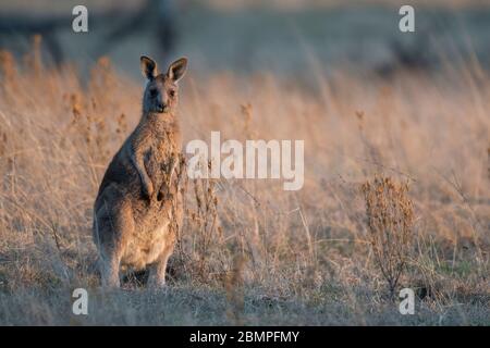 Canguro grigio orientale (Macropus giganteus) in prateria Foto Stock