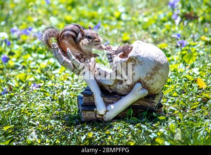 Il chippmunk spaventato è scioccato a questa scultura spooky nel giardino Foto Stock
