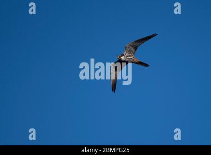 Hobby (Falco subbuteo) in volo contro il cielo blu a Norfolk Foto Stock