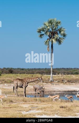 Springbock e Giraffe si radunano in un buco di irrigazione nel Parco Nazionale di Etosha in Namibia. Albero di palma in background Foto Stock