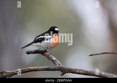 Scarlatto Robin (Petroica boodang) nelle Blue Mountains, Australia Foto Stock