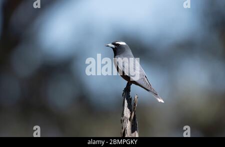 Woodswallow (Artamus superciliosus) di colore bianco su un persico Foto Stock