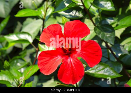 Pittoresco bellissimo delicato Hibiscus rosso, rosa cinese, fiore fiorito su uno sfondo di foglie in primavera. Fioritura di Hibiscus rosa-sinensis nel Foto Stock