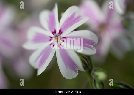 'Striscia di caramelle' strisciante Phlox (Phlox subulata) fiore giardino, primo piano, macro. Foto Stock