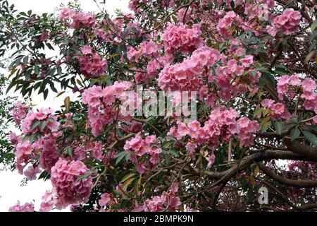 Bella tromba rosa (Handroanthus impetiginosus o Tabebuia rosea) fiorisce a Mauritius. Foto Stock