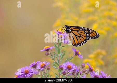 Le ali arancioni di una farfalla monarca si illuminano contro i fiori selvatici di prateria viola e gialla. Foto Stock