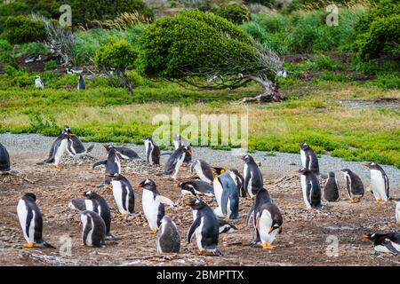 Colonia di pinguini Gentoo sull'Isola di Martillo sul canale di Beagle a Ushuaia, provincia di Tierra del Fuego, Argentina. Foto Stock