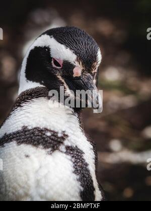 Primo piano di un pinguino Magellano sull'isola di Martillo nel canale di Beagle, Ushuaia, provincia di Tierra del Fuego, Argentina. Foto Stock