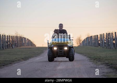 Un uomo e il suo cane in sella a una moto quad in una vigna al tramonto tramonto in western NSW, Australia Foto Stock