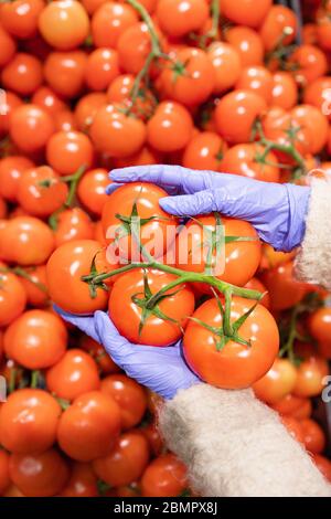 Donna mani in guanti di gomma medica sceglie pomodori rossi maturi su un ramoscello in supermercato, verticale. Misure di protezione contro la pandemia di coronavirus, c Foto Stock