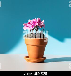 Fioritura Saintpaulia mini / viola africano in terracotta argilla vaso di piante su un tavolo illuminato dalla luce del sole su sfondo blu, raccolto quadrato. Pianta senza pretese Foto Stock