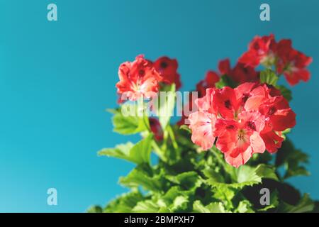 Primo piano di grandiflora Pelargonio con fiori rossi illuminati dalla luce del sole su sfondo blu con copia spazio.pianta senza pretese per un terrazzo e balcone, Foto Stock