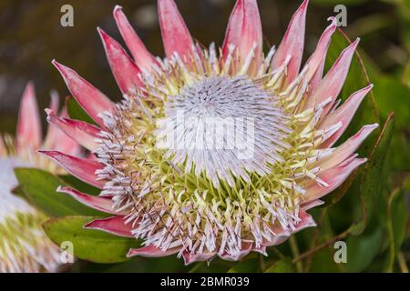 Fioritura del fiore Protea Burchellii nel giardino. Primo piano Protea fiore. Foto Stock