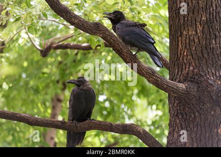 Corvo giapponese con grandi fatturati, uccelli Corvus macrorhynchos seduti su un ramo in un parco Foto Stock