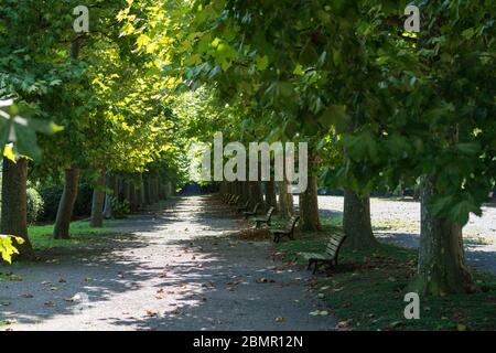 Parco urbano con alberi verdi e panche in legno. Parco vicolo in estate Foto Stock